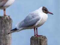 Lachmöwe im Brutkleid auf Pierpfosten